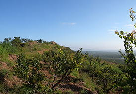 蘋(píng)果基地