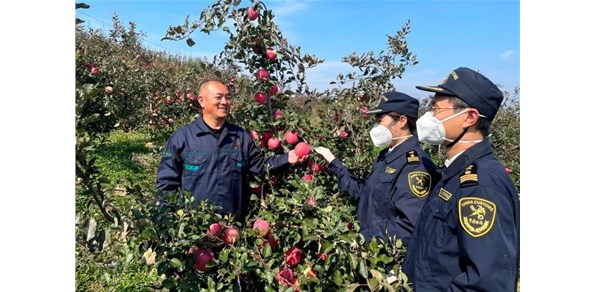 海關(guān)助力煙臺(tái)紅富士搶“鮮”出口